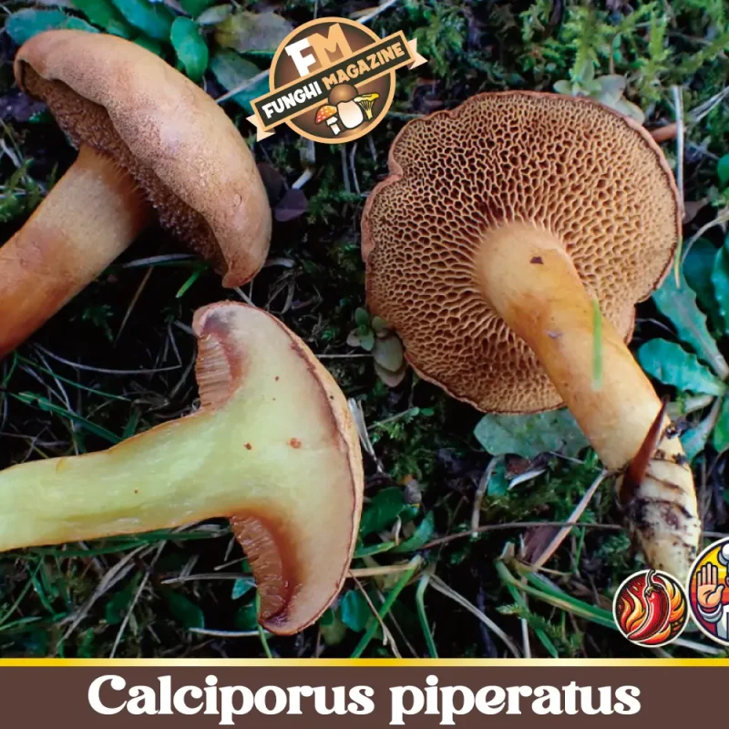 Chalciporus piperatus: un’altra spia del Porcino