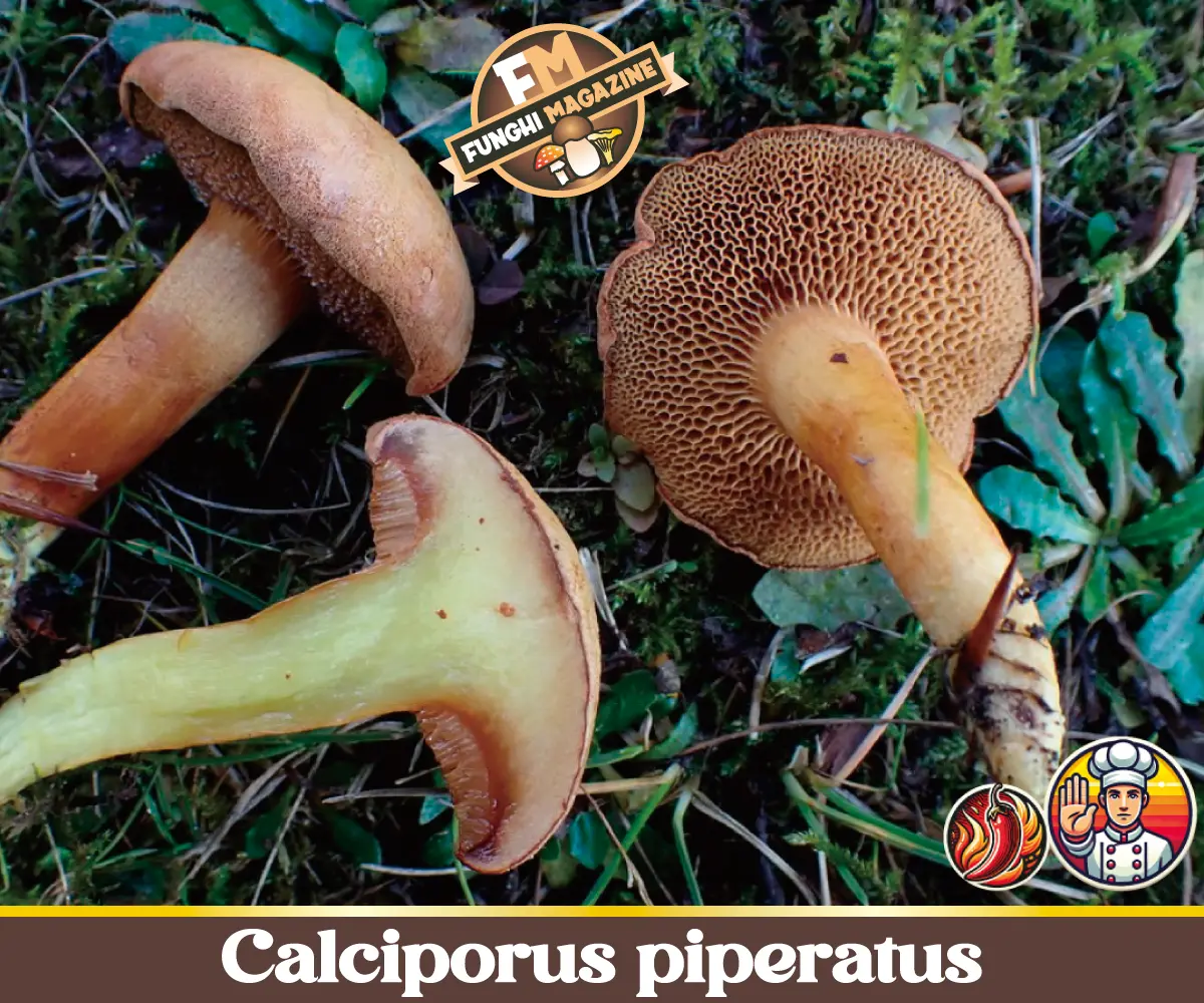 Calciporus piperatus