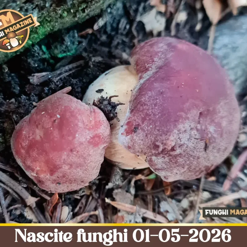 Dove cercare i funghi dai primi di Maggio – Aggiornamento nascite 01-05-2026