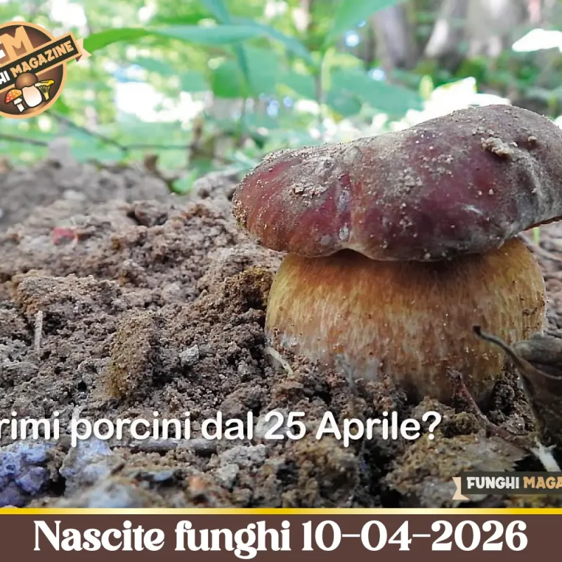 Primi Funghi Porcini entro il 25 Aprile? Sembra di si. Aggiornamento nascite 10-04-2026