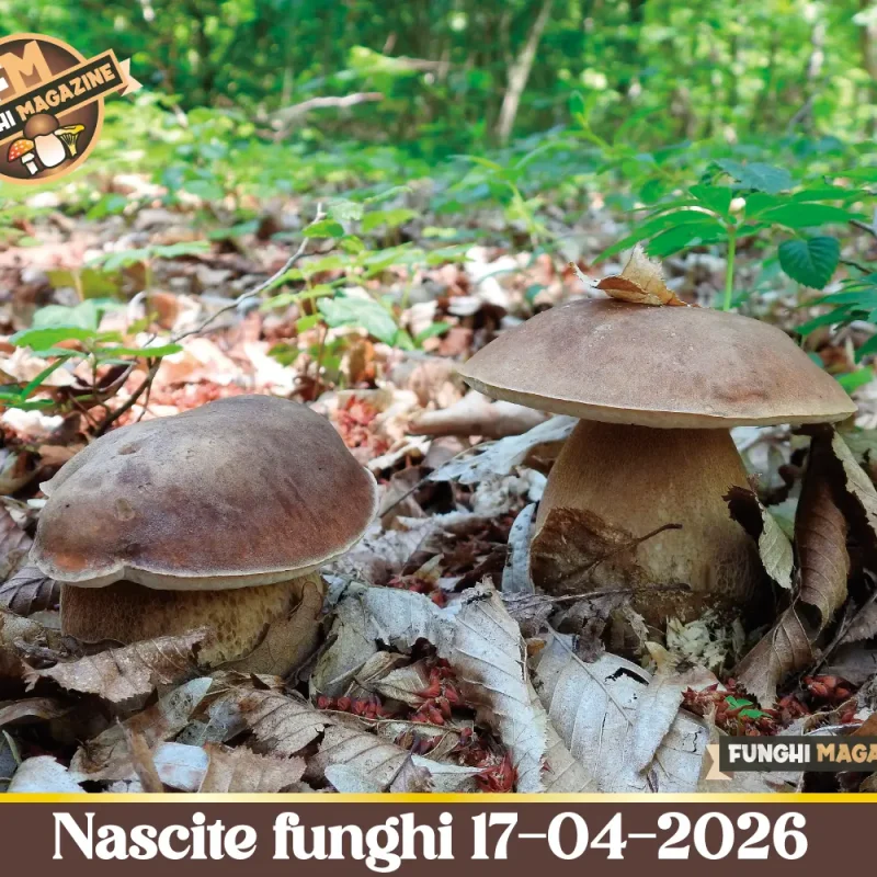 Primi Porcini. Dove e perché. Aggiornamento Nascite Funghi 17-04-2026