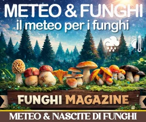 Home-funghimagazine 27 Meteo e nascite funghi di Funghimagazine
