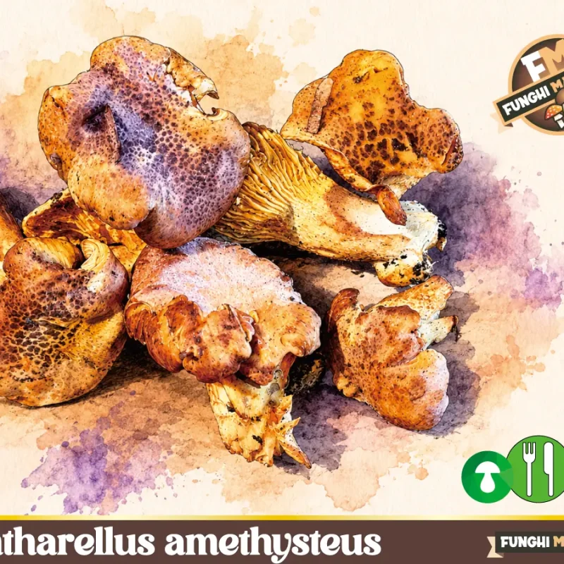 Cantharellus amethysteus il Finferlo autunnale