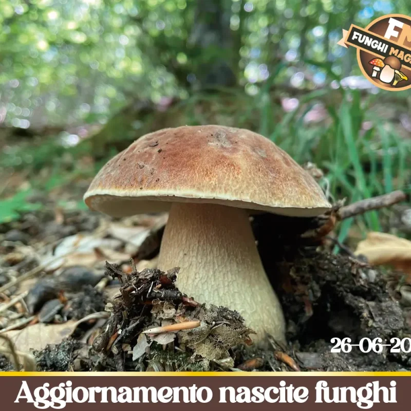 Caldo torrido, ma c’è ancora spazio per nascite di funghi. Ecco dove. Aggiornamento nascite 26-06-2026