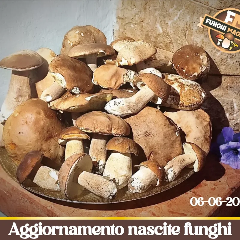 Dopo il caldo africano le piogge rimettono in moto le nascite di funghi | Aggiornamento nascite funghi 06-06-2026