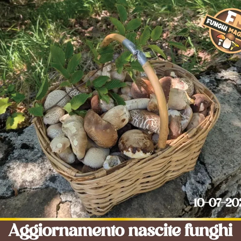 E’ il momento dei Porcini estivi. Nascite importanti, ecco dove. Aggiornamento nascite funghi 10-07-2026