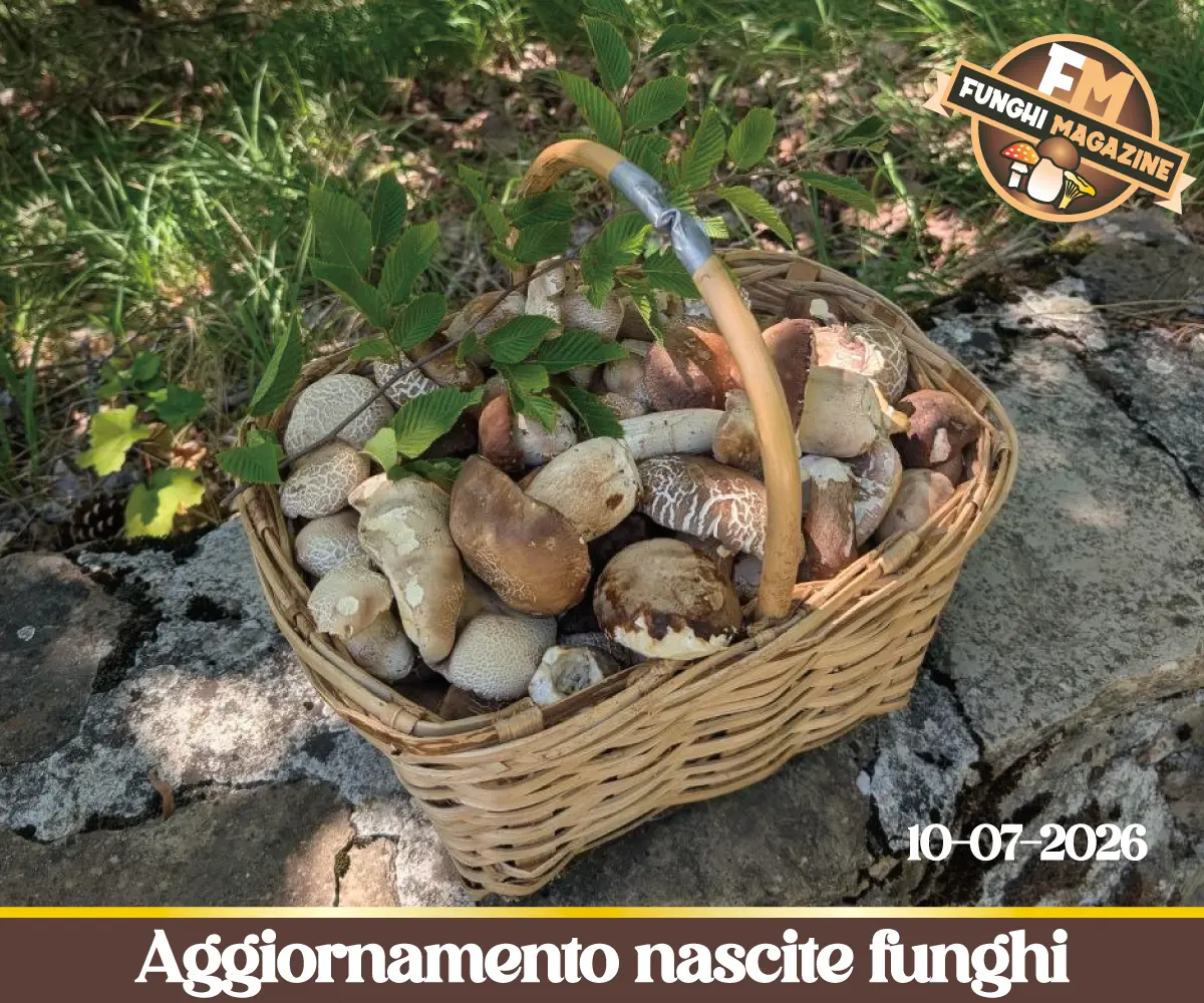 Aggiornamento nascite funghi 10-07-2026 copertina