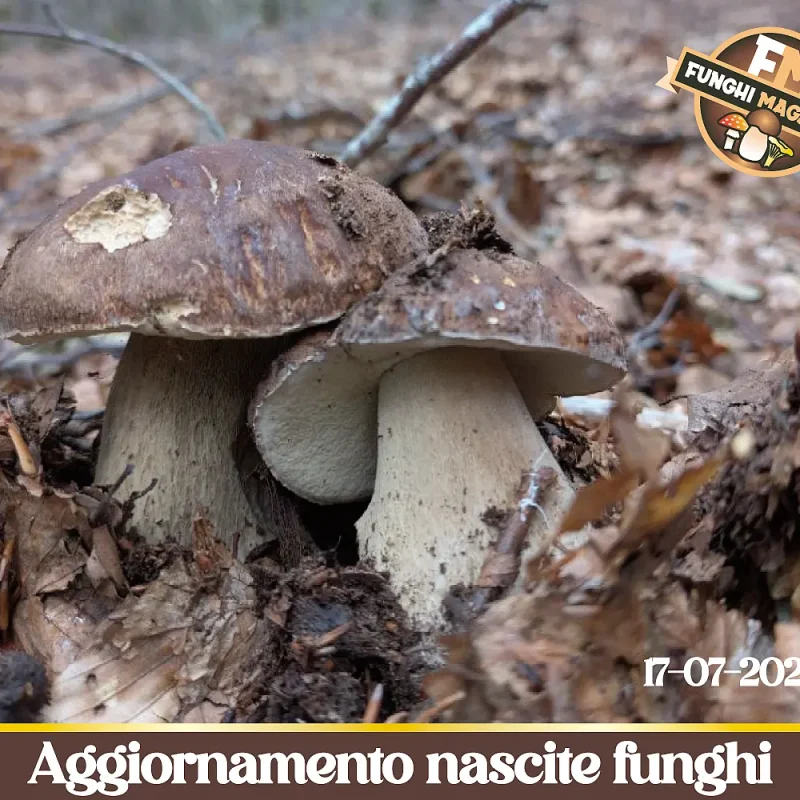 Porcini: al Sud è esplosione e follia. Perché al Nord, nonostante i temporali, continuano a deludere? Aggiornamento nascite Funghi 17-07-2026