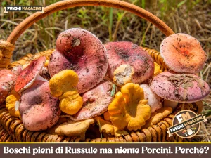 Home-funghimagazine 13 Boschi pieni di russule ma niente porcini. Perché?