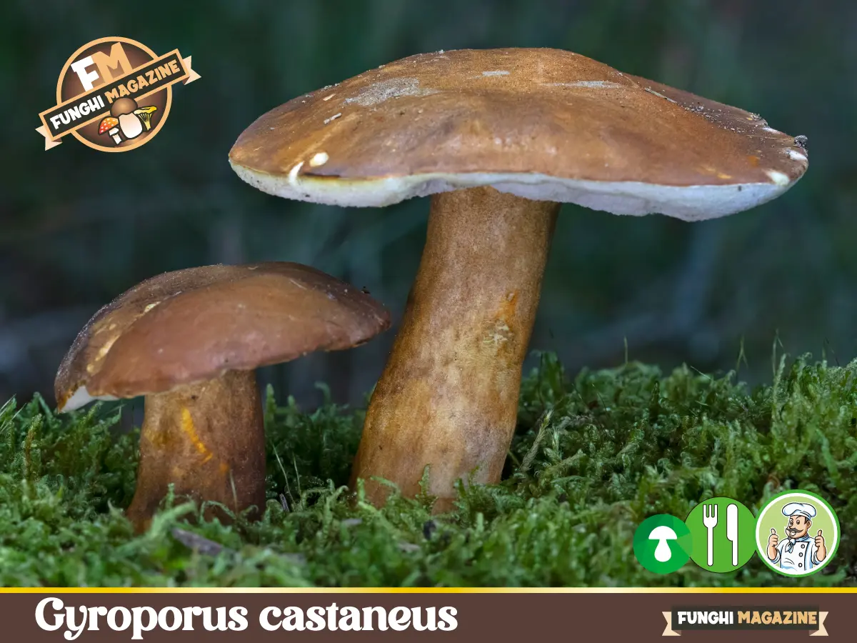 Gyroporus castaneus o Castanello
