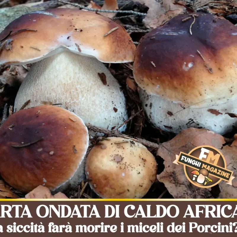 QUARTA ONDATA DI CALDO AFRICANO: la siccità farà morire i miceli dei Porcini?