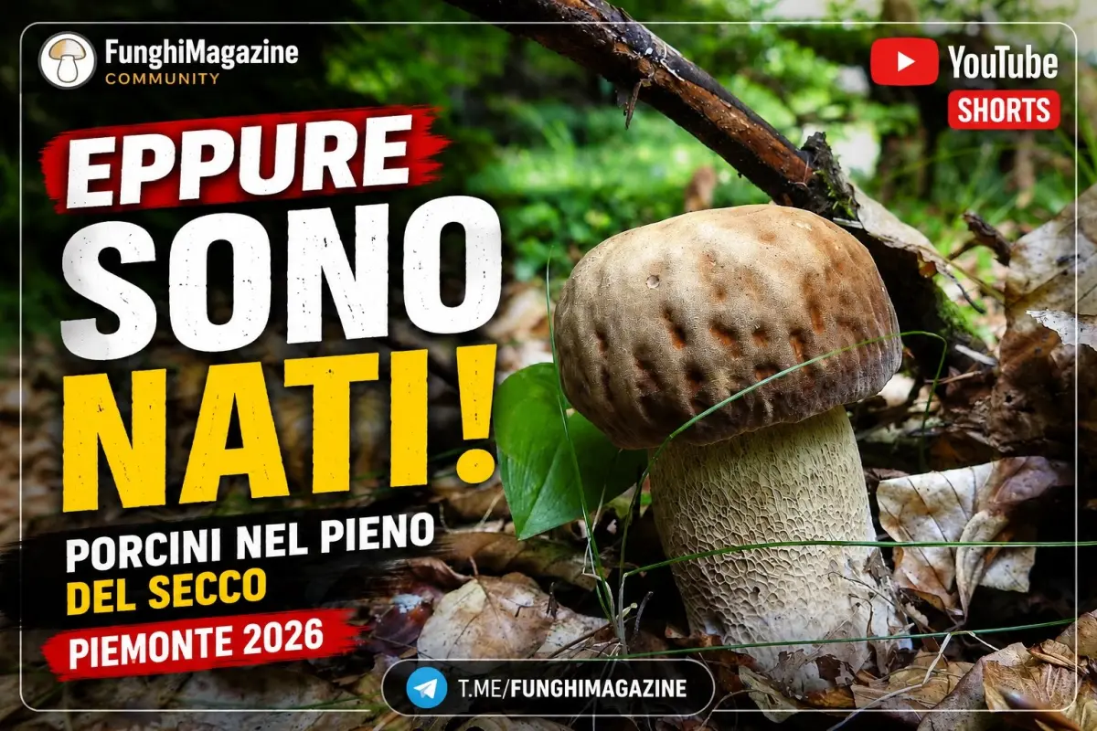 Aggiornamento nascite funghi 10-07-2026 Porcini estivi in alto Piemonte
