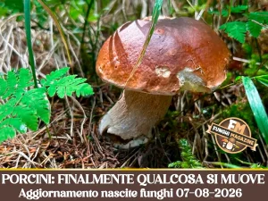 Home-funghimagazine 11 Aggiornamento nascite funghi 07-08-2026