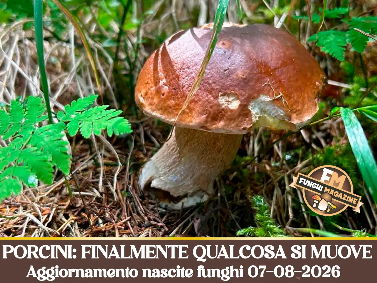 Aggiornamento nascite funghi 07-08-2026