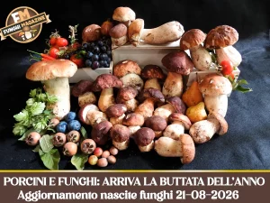 Home-funghimagazine 9 Aggiornamento nascite funghi 21-08-2026