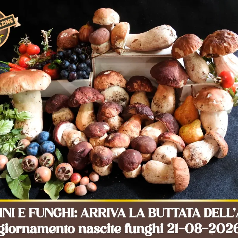Porcini e Funghi: ARRIVA LA BUTTATA DELL’ANNO. Le grandi piogge cambiano tutto al Nord – Aggiornamento nascite funghi 21-08-2026