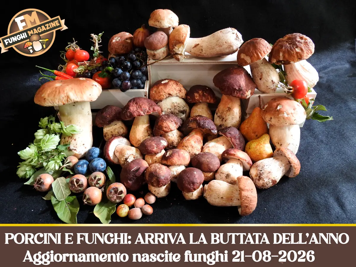 Aggiornamento nascite funghi 21-08-2026