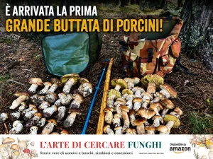 Home-funghimagazine 8 E' arrivata la prima grande buttata di Porcini-Aggiornamento nascite funghi 28-08-2026