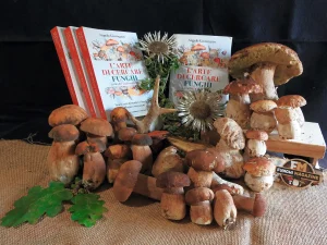 Home-funghimagazine 7 Aggiornamento nascite funghi 04-09-2026-copertina