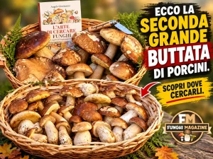 Home-funghimagazine 5 Aggiornamento nascite 25-09-2026