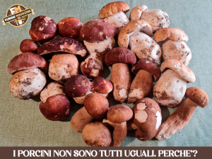 Home-funghimagazine 6 I porcini non sono tutti uguali copertina