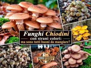 Home-funghimagazine 7 Funghi Chiodini con strani colori