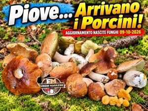 Aggiornamento nascite funghi 09-10-2026