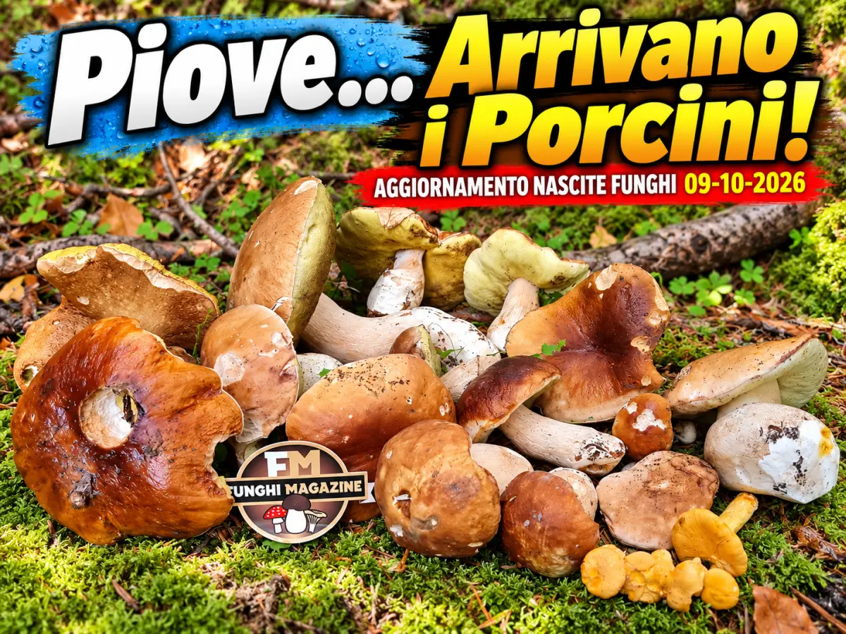 Aggiornamento nascite funghi 09-10-2026