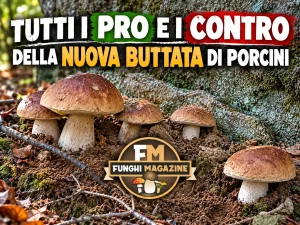 Aggiornamento Nascite Funghi 16-10-2026