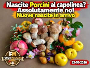 Home-funghimagazine 7 Aggiornamento Nascite Funghi 23-10-2026