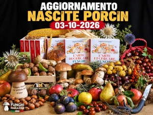 Aggiornamento Nascite Porcini 03-10-2026 &ndash; Buttata &ldquo;strana&rdquo;, ma di Porcini ce ne sono. Ecco dove