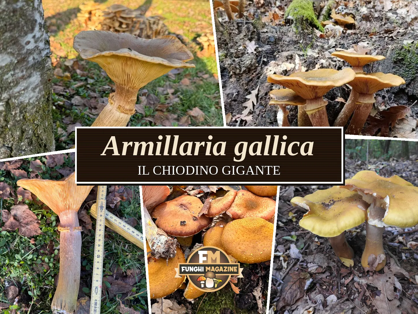 Funghi Chiodini con strani colori: ma sono tutti buoni da mangiare? 6 Funghi chiodini con strani colori, Armillaria gallica