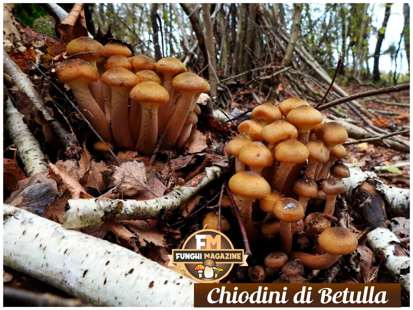 Funghi Chiodini con strani colori: ma sono tutti buoni da mangiare? 9 Funghi chiodini con strani colori, chiodini di betulla