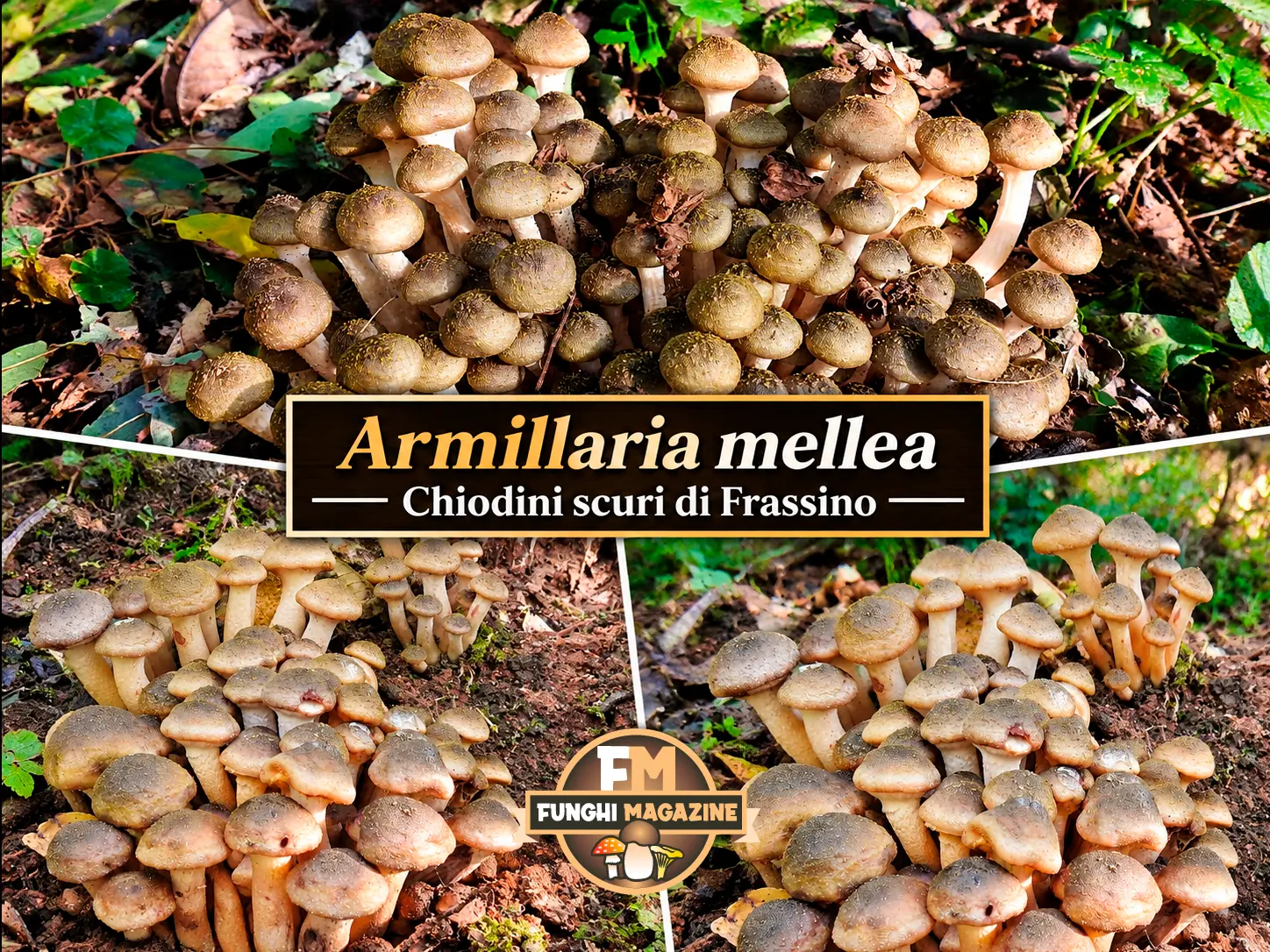 Funghi Chiodini con strani colori: ma sono tutti buoni da mangiare? 11 Funghi chiodini con strani colori, chiodini di frassino