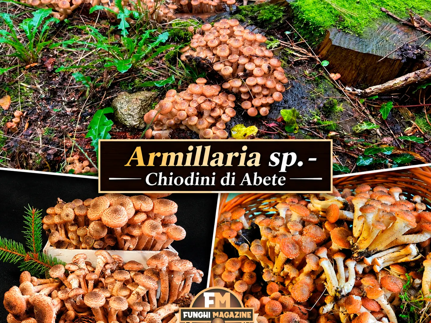 Funghi Chiodini con strani colori: ma sono tutti buoni da mangiare? 8 Funghi chiodini con strani colori, chiodini di abete