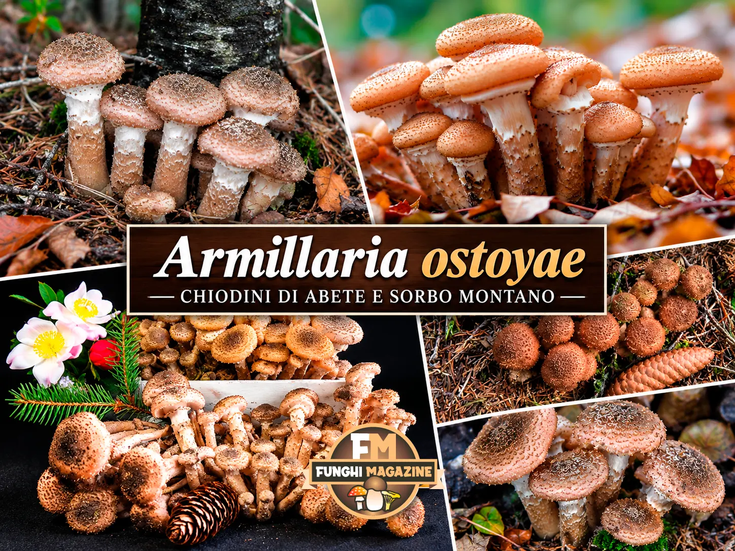 Funghi Chiodini con strani colori: ma sono tutti buoni da mangiare? 7 Funghi chiodini con strani colori, Armillaria ostoyae