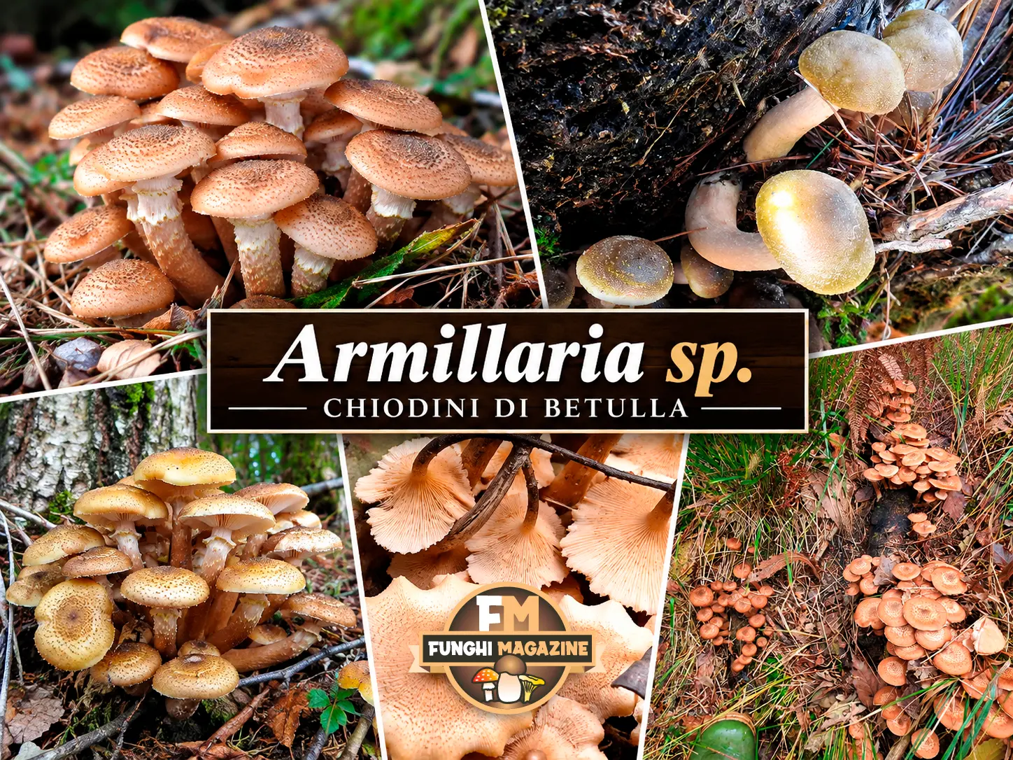 Funghi Chiodini con strani colori: ma sono tutti buoni da mangiare? 10 Funghi chiodini con strani colori, chiodini di betulla