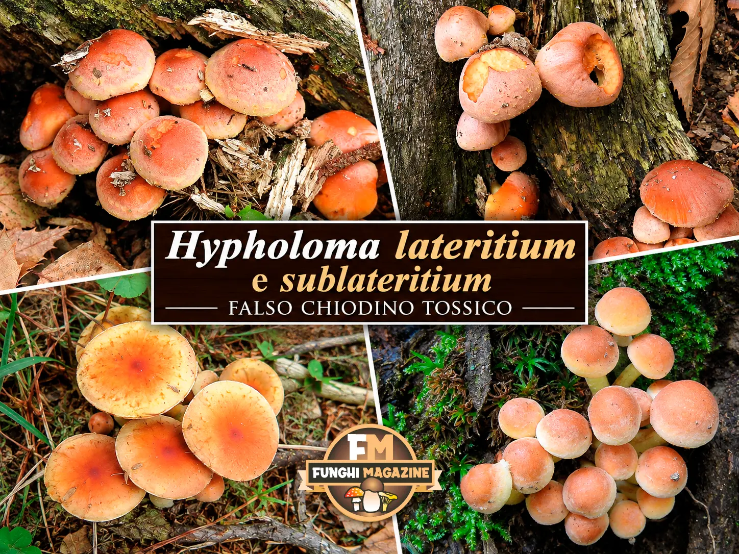 Funghi Chiodini con strani colori: ma sono tutti buoni da mangiare? 22 Falsi Chiodini Hypholoma