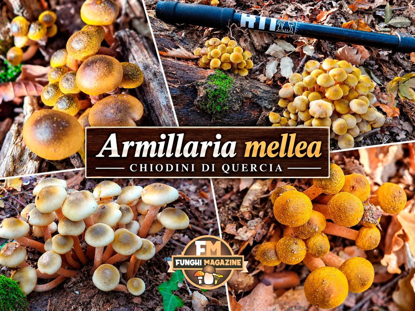 Funghi Chiodini con strani colori: ma sono tutti buoni da mangiare? 12 Funghi chiodini con strani colori, chiodini di quercia