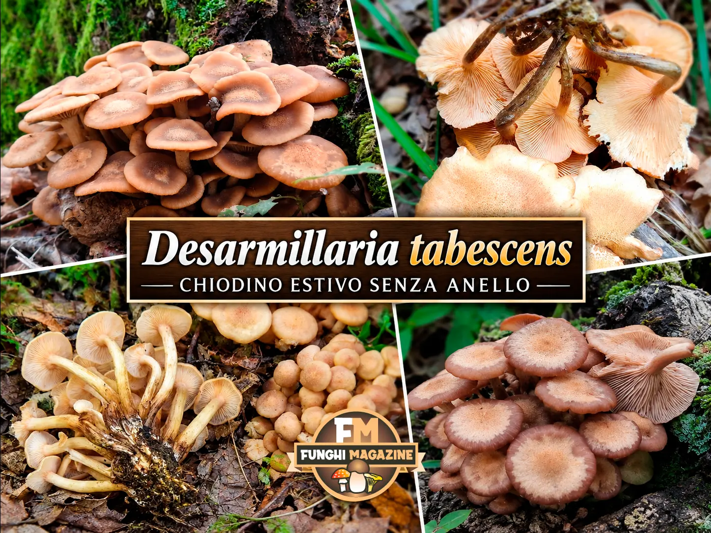 Funghi Chiodini con strani colori: ma sono tutti buoni da mangiare? 13 Funghi chiodini con strani colori, chiodini estivi