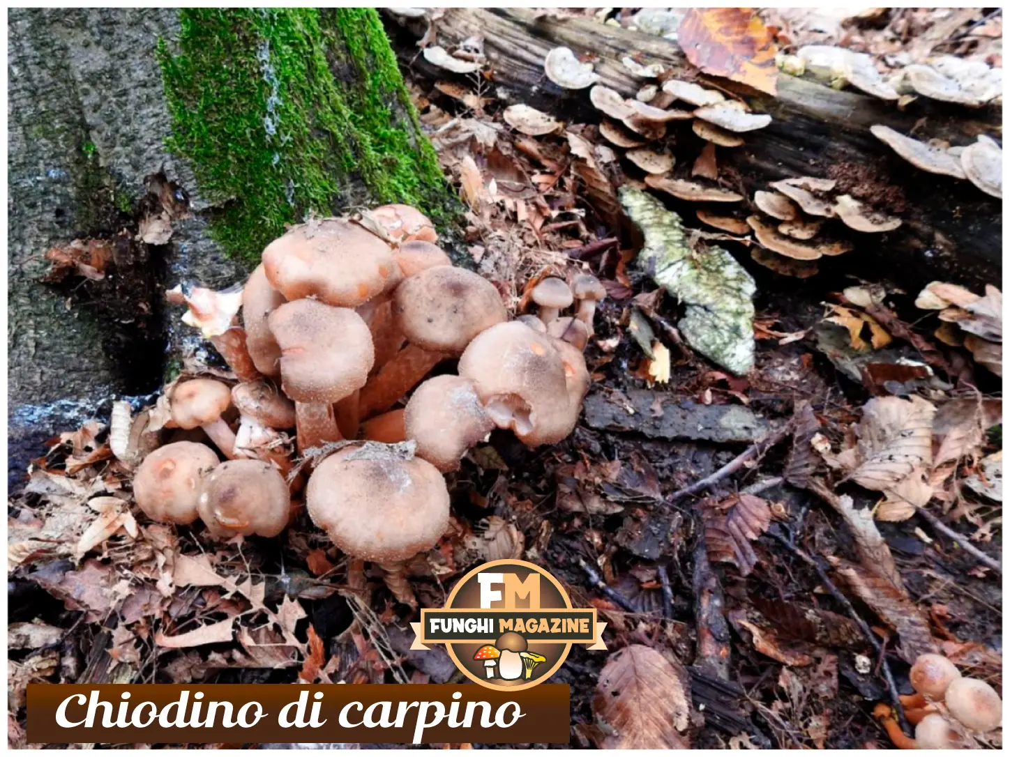 Funghi Chiodini con strani colori: ma sono tutti buoni da mangiare? 14 Funghi chiodini con strani colori, chiodini di carpino