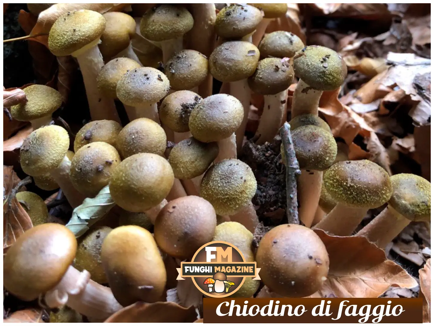 Funghi Chiodini con strani colori: ma sono tutti buoni da mangiare? 15 Funghi chiodini con strani colori, chiodini di faggio