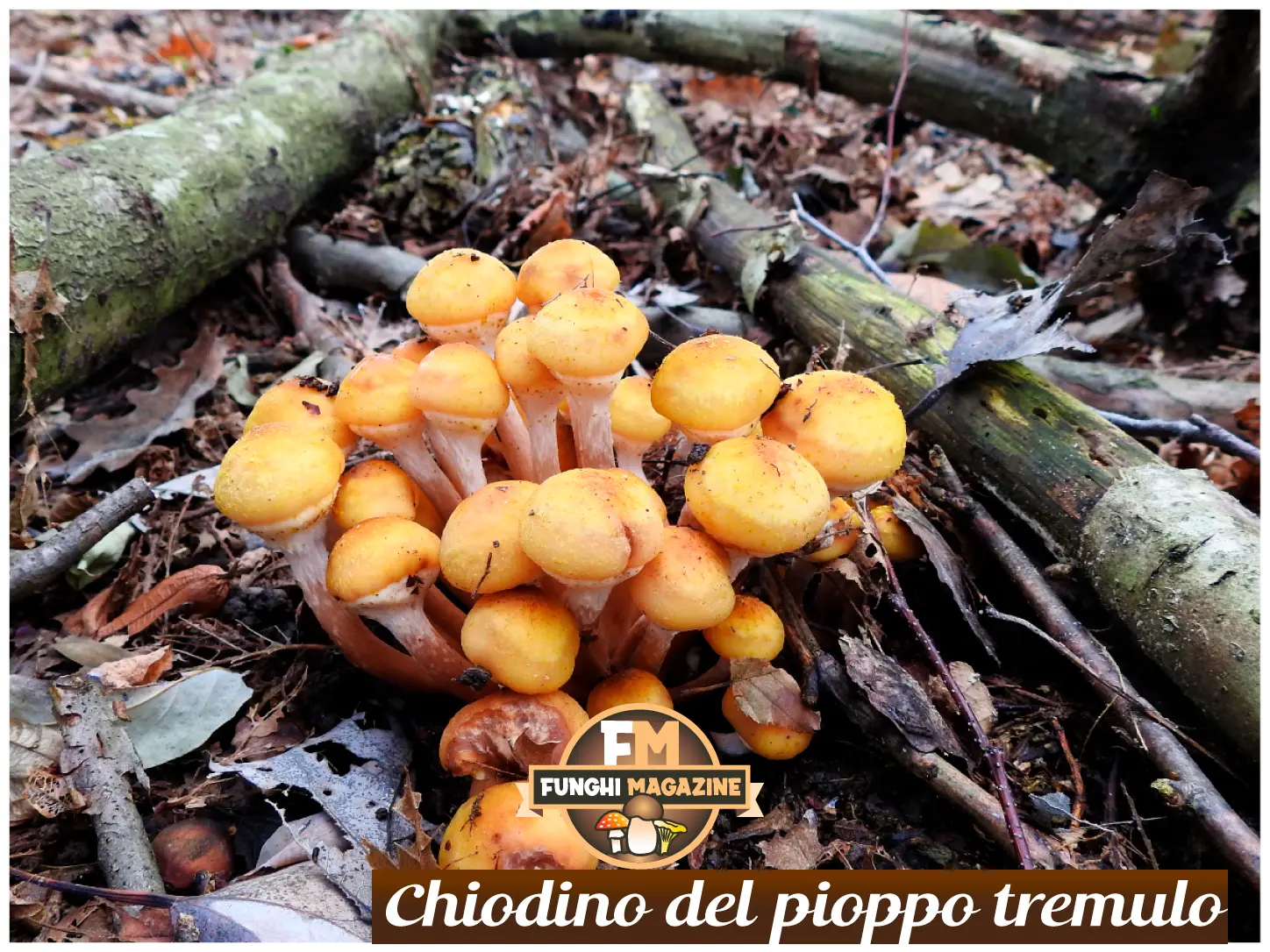 Funghi Chiodini con strani colori: ma sono tutti buoni da mangiare? 17 Funghi chiodini con strani colori, chiodini di pioppo tremulo