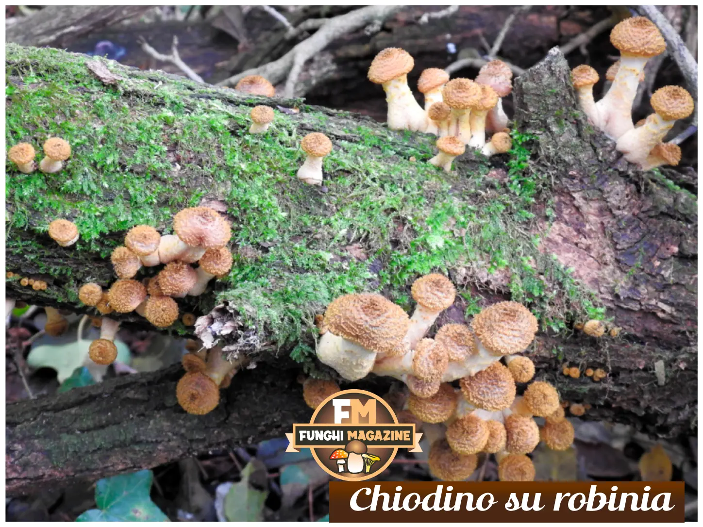 Funghi Chiodini con strani colori: ma sono tutti buoni da mangiare? 18 Funghi chiodini con strani colori, chiodini di robinia