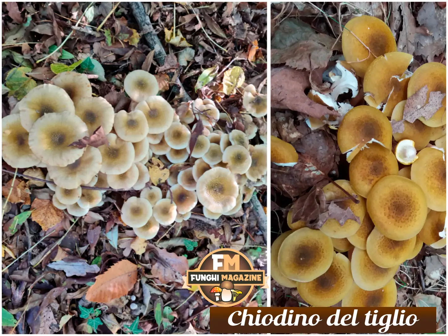 Funghi Chiodini con strani colori: ma sono tutti buoni da mangiare? 20 Funghi chiodini con strani colori, chiodini di tiglio