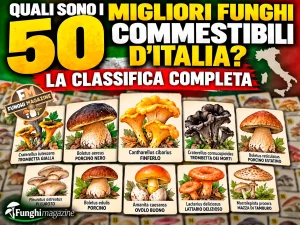 le classifiche dei funghi commestibili